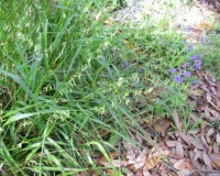 melica mutica b r.jpg